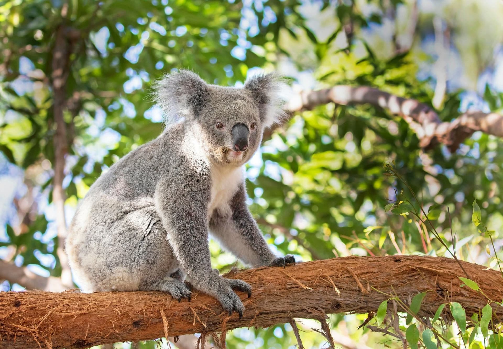 Koala in its natural habitat in Australia, symbol of the wildlife students encounter during a school exchange in Australia.