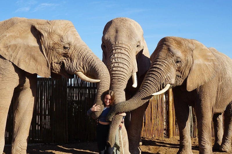 A girl standing between two elephants in South Africa, embraced by them during a unique wildlife encounter as part of her school exchange programme in South Africa.
