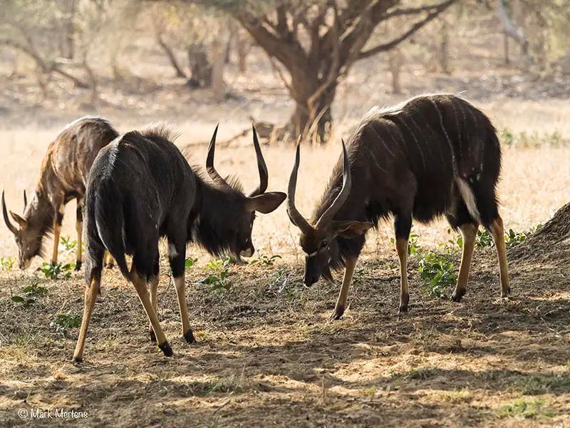 Two Nyala antelopes in South Africa face off, showing their horns in their natural habitat.