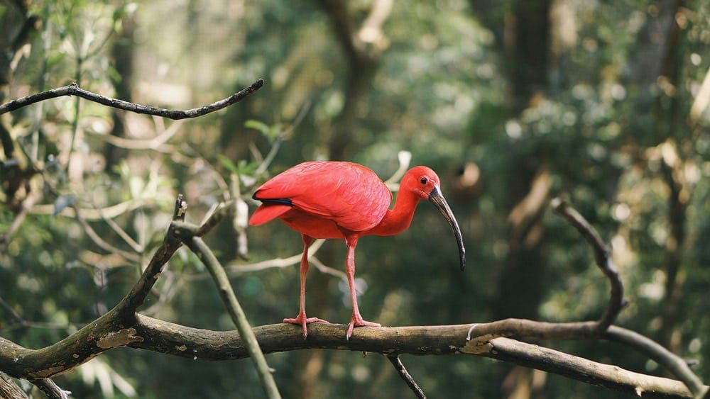 Scarlet ibis in the Brazilian rainforest, highlighting tropical biodiversity during a school exchange in Brazil.