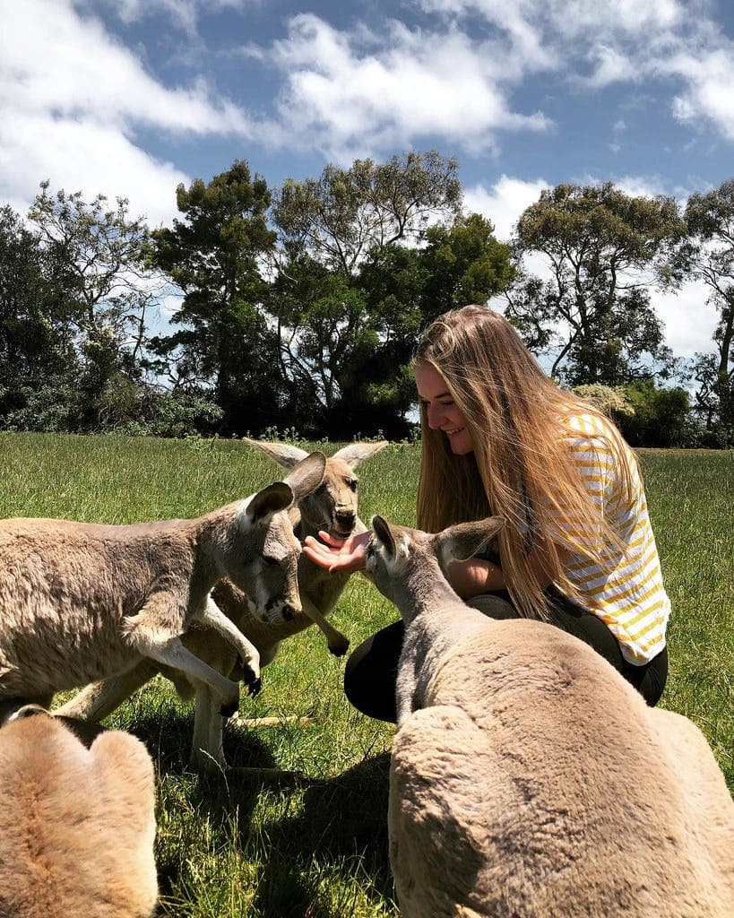 Student interacting with kangaroos during a school programme in Australia.